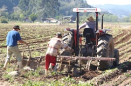 Fumo perde 10% da rea na prxima safra